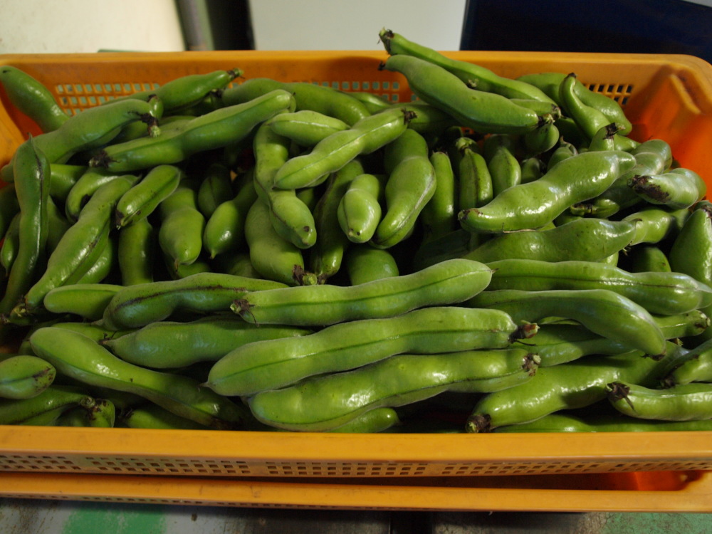 そら豆4kg 3辺800mmの箱一杯です 御注文を受けてからすぐ収穫 出荷 農家漁師から産地直送の通販 ポケットマルシェ