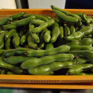 すごく良い品物です。そら豆4.5kg　3辺800mmの箱