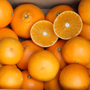 まどんな 『愛媛果試第28号』　家庭用　5ｋｇ　