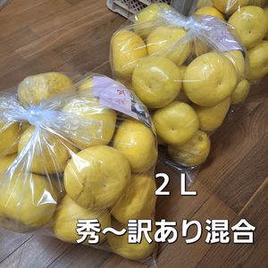 ※訳あり混合２Ｌ　土佐文旦10キロ入１箱(保存袋付き)