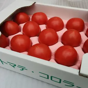 【天空に広がるトマト畑】トマテ・コロラードのフルーツトマト（2箱１梱包）