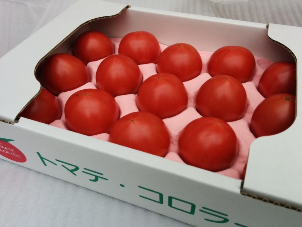 天空に広がるトマト畑 トマテ コロラードのフルーツトマト 農家漁師から産地直送の通販 ポケットマルシェ
