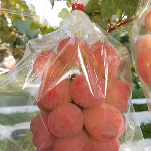 極希少品種『真沙果®️』家庭用２キロセット