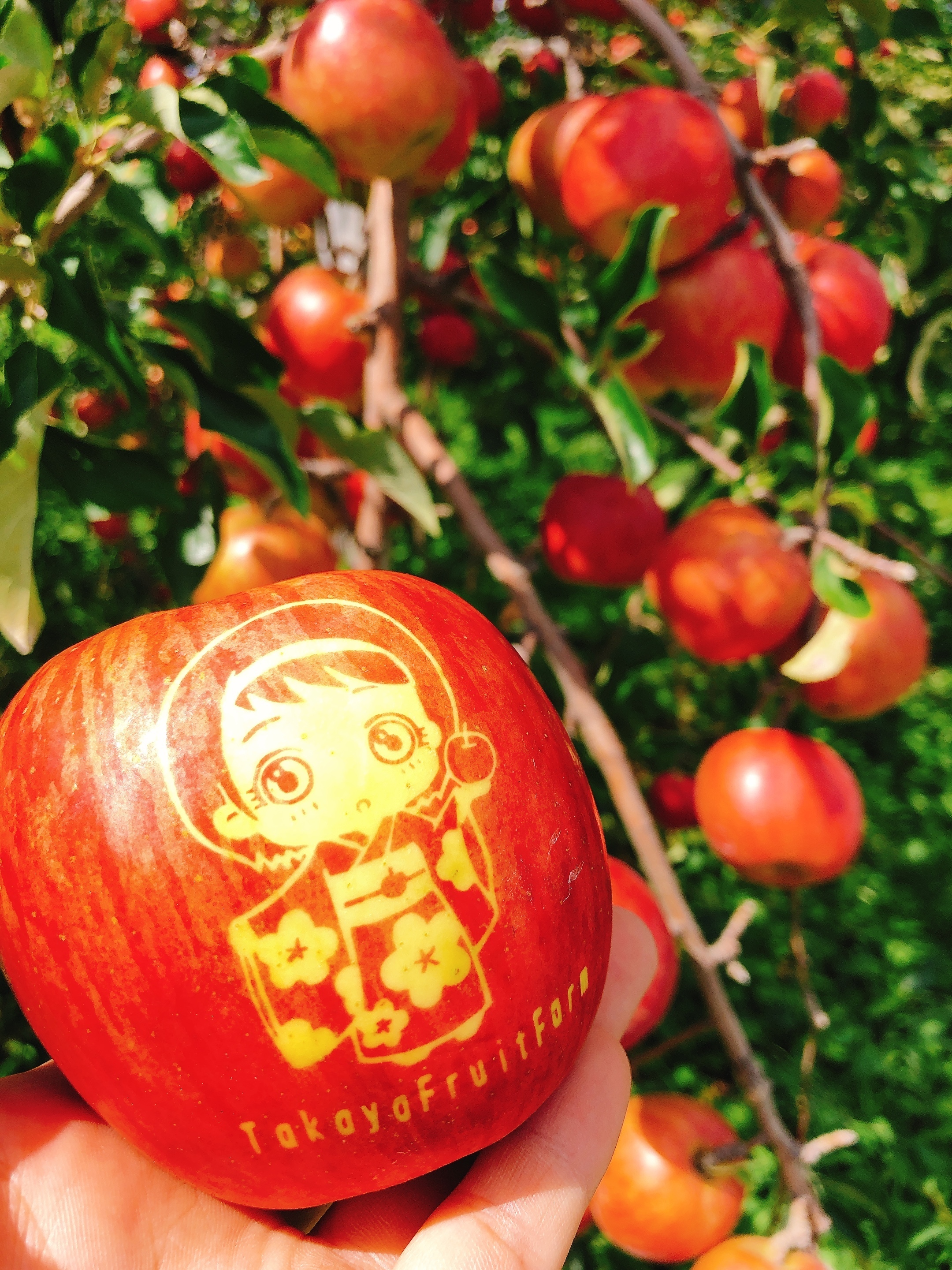 青森県北津軽郡板柳町｜高谷りんご園｜高谷 進さんの生産者