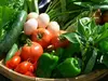 【お試し】旬の無農薬野菜(２種)とタマゴソムリエの放し飼い自然卵４個のセット