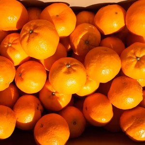 Sサイズ限定、、かおり爽やか ぽんかん（ポンカン）春を感じる人気の果実,