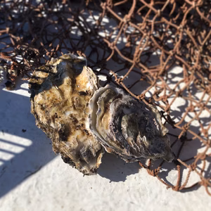 横須賀産　牡蠣10個セット