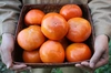 大の果物好きが作るこだわりの柿【セット得用】樹上完熟富有柿7kg