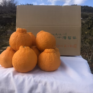 3月発送　静岡県産　濃厚完熟みかん【不知火】（L～3Ｌ混合）