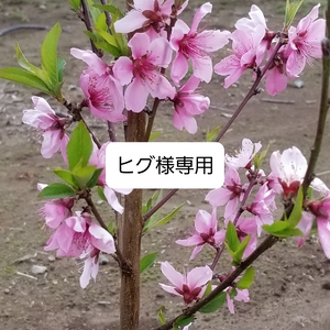 ヒグ様専用です。