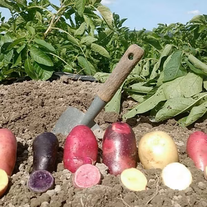 ★新ジャガイモ3種4㎏とにんじん1㎏　計5kg