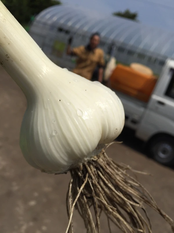 Ｏh!garlic(ｵｶﾞﾘｯｸ)