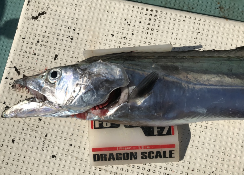 スーパードラゴン太刀魚 限定1尾 指7本 なんじゃこりゃサイズ 農家漁師から産地直送の通販 ポケットマルシェ