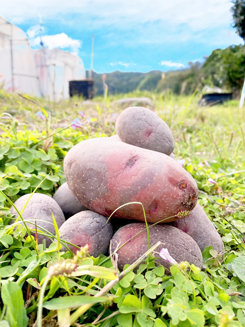 北海道産 グラウンドペチカ 5kg