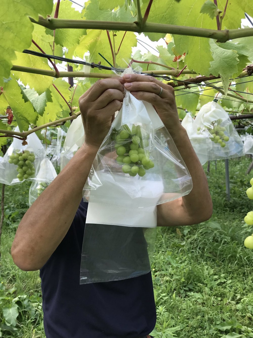 大分県宇佐市｜耕智ぶどう園｜耕智 浩さんの生産者プロフィール
