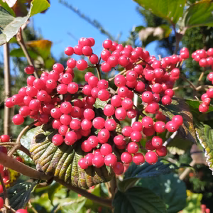 【酸美】青森県産　ガマズミの実（じょのみ、じょみ）　果実酒づくりに