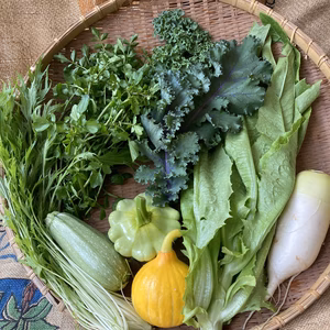 おまかせ季節の野菜セット(7～10品目)