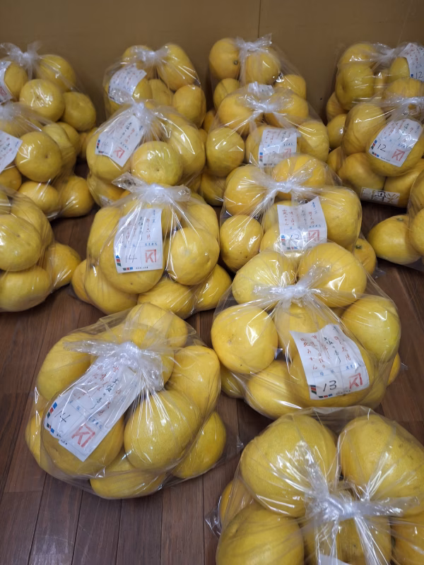 土佐文旦10キロ入1箱(２Ｌ～４Ｌ)保存袋付き