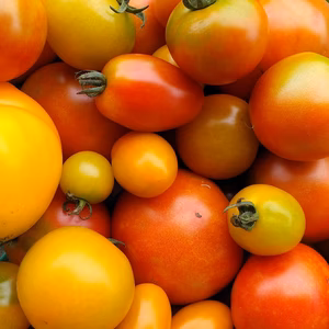 『送料無料』野菜ソムリエの栽培する有機栽培野菜アラカルト小包便