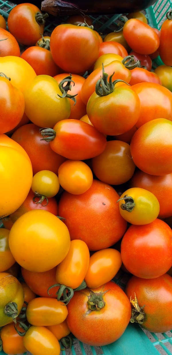 『送料無料』野菜ソムリエの栽培する有機栽培野菜アラカルト小包便