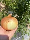 お得なワケあり‼️淡路島産玉ねぎ 10kg 【品種：ターザン】