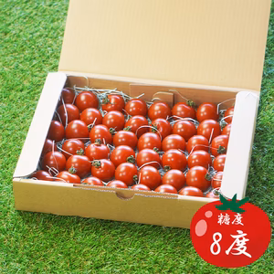 【来シーズン予約受付中】希トマト糖度8度【1kg】
