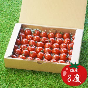 希トマト糖度8度【1kg】