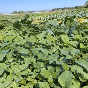 【農家体験】畑の土で癒し。汗かきながらの農体験。野菜も収穫したりして