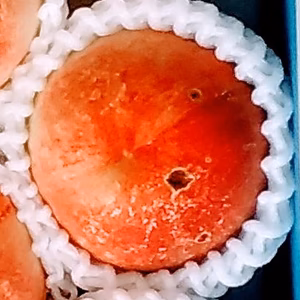 {訳あり}「白鳳桃」糖度12度以上(4kg用箱詰め)和歌山産