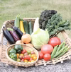 とれたて新鮮！おまかせ野菜セット