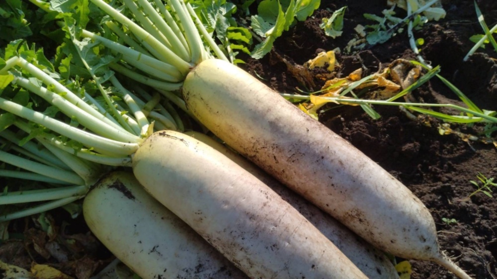 甘みと香りが立つ、島原の秋採れだいこん♪｜大根の商品詳細｜ポケット