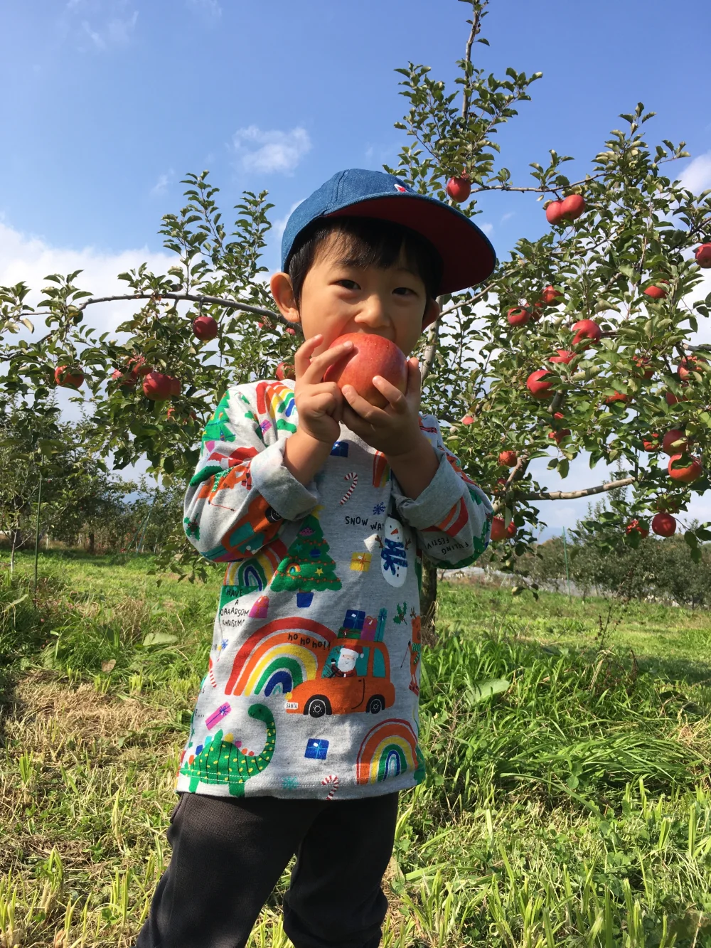 シャキシャキ！小玉 食べきりサイズ！完熟サンふじ 5kg箱 信州りんご 