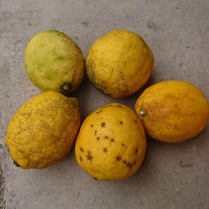 防腐剤・農薬・ワックス不使用 酸っぱいだけじゃない！甘味も感じるレモン1-17k