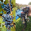 珍しい山ぶどう  ヤマソーヴィニヨン  ジュース作りに