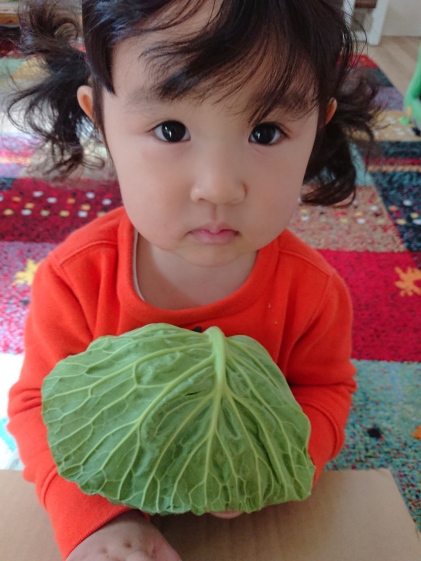 千切りキャベツにオススメ むきむきアンビエントキャベツ 農家漁師から産地直送の通販 ポケットマルシェ