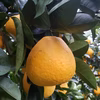 　きれいな完熟　河内晩柑　