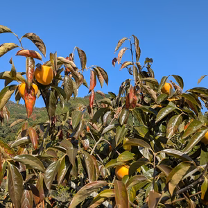 無消毒除草剤未使用干し柿用柿（約3.0キロ弱箱込)1個100〜170g16個