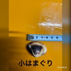 5月～出荷　はまぐりセット各種　1キロ～
