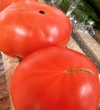 昔ながらの完熟トマトたっぷり４キロ‼︎大きさはおまかせください‼︎