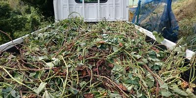 『収穫後の畑を見れば、生産者の本音が分かる』