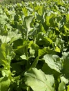 11/24or25【大崎で現地受取】サラダ菜のセット！