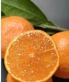 [ゆら早生 ]小木 毎日食べたい“ちょうどいい美味しさ"のみかん 家庭用3kg(箱込)+痛み保証増量