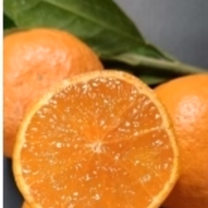 【ゆら早生 】小木 毎日食べたい“ちょうどいい美味しさ”のみかん