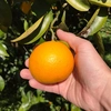 【熱海産♨農薬不使用】《ワケ有り！》“紅”ニューサマーオレンジ 約2.5kg