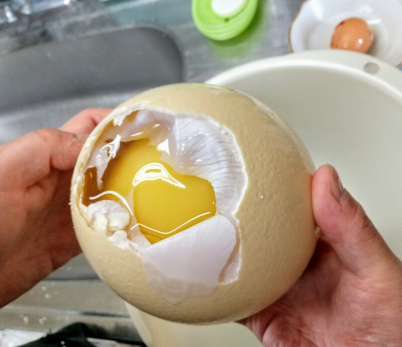 世界一大きな卵 Sサイズ｜卵の商品詳細｜ポケットマルシェ｜産地直送