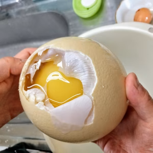 世界一大きな卵　　Ｓサイズ