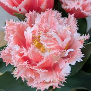 チューリップの鉢花１鉢～2鉢セットまで