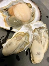 北海道のキレイな海で育った牡蠣とホタテセット【殻付き、生食可】カキナイフ付