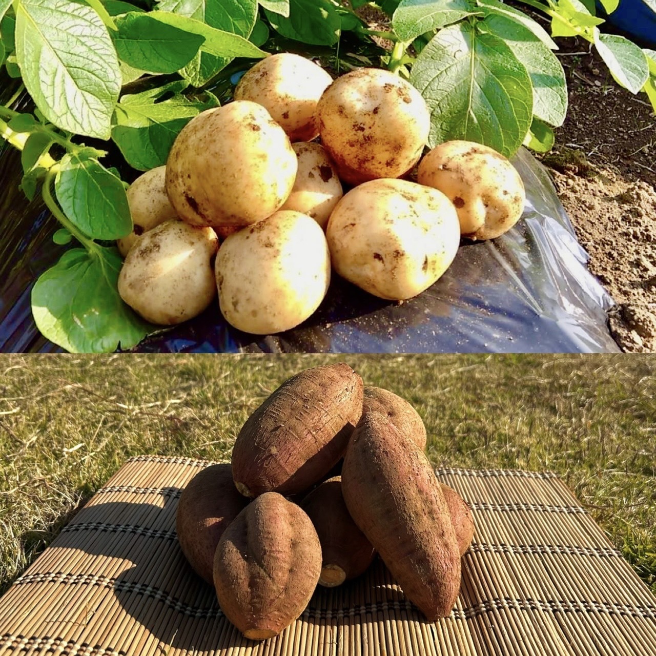 安納芋の産直通販・お取り寄せ商品｜ポケットマルシェ｜産地直送で旬の