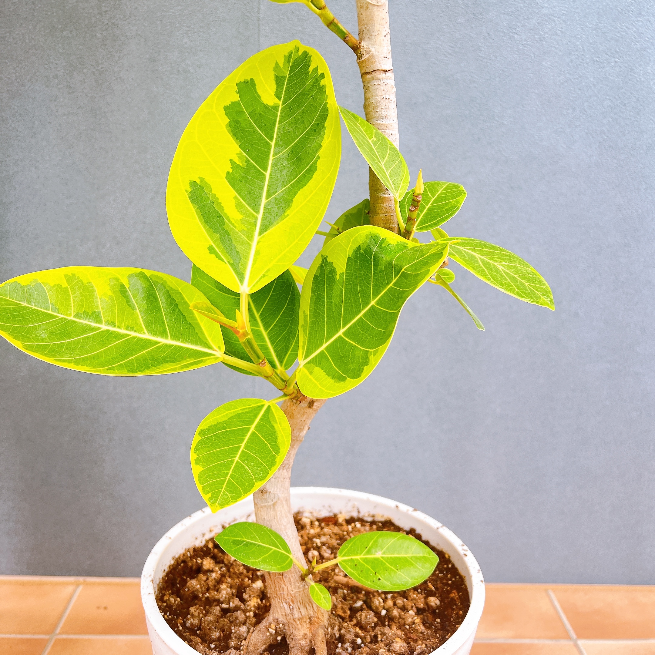 在庫販売】 フィカス ゴムの木 アルテシマ 曲がり 特大 観葉植物